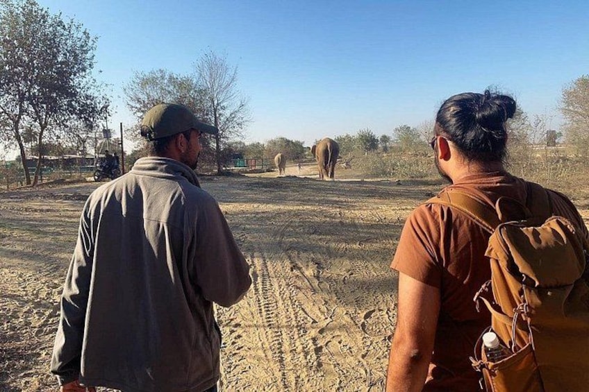 Two people observing elephants in a dry, open landscape with sparse trees. 2