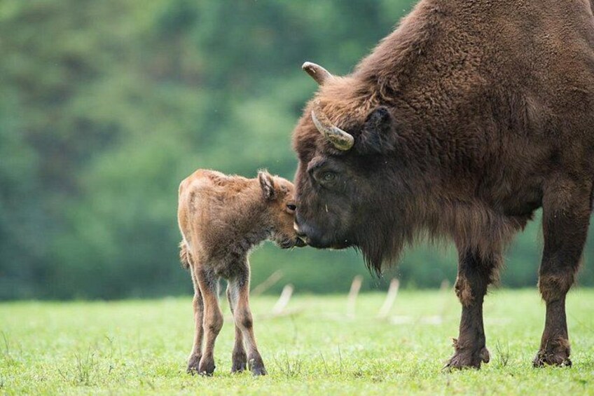 Bialowieza National Park Small Group Tour from Warsaw with Lunch included 1