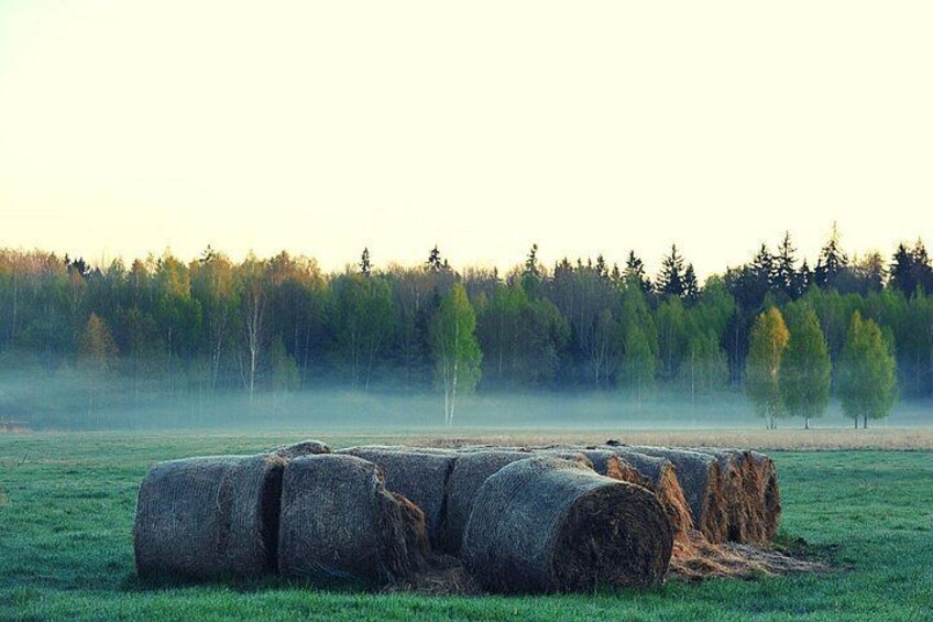 Hileras de pacas de heno en un campo, con un bosque al fondo. 4