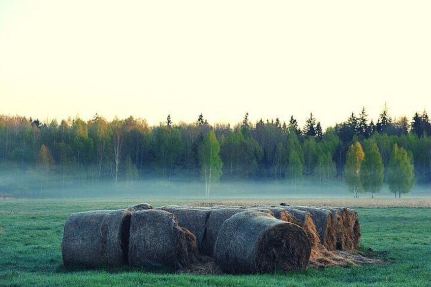 Bialowieza National Park Small Group Tour from Warsaw with Lunch included