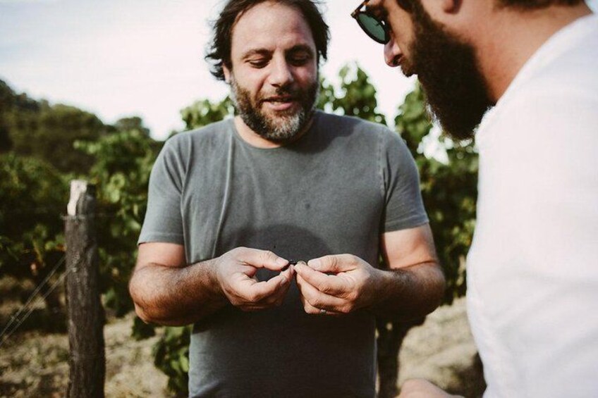 Dos hombres en un viñedo, uno sosteniendo un objeto pequeño. 2