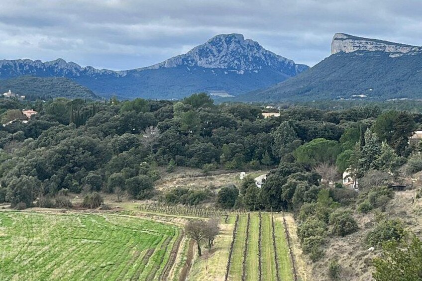 Bertrand Bosc wine and food tour in Pic St Loup 2