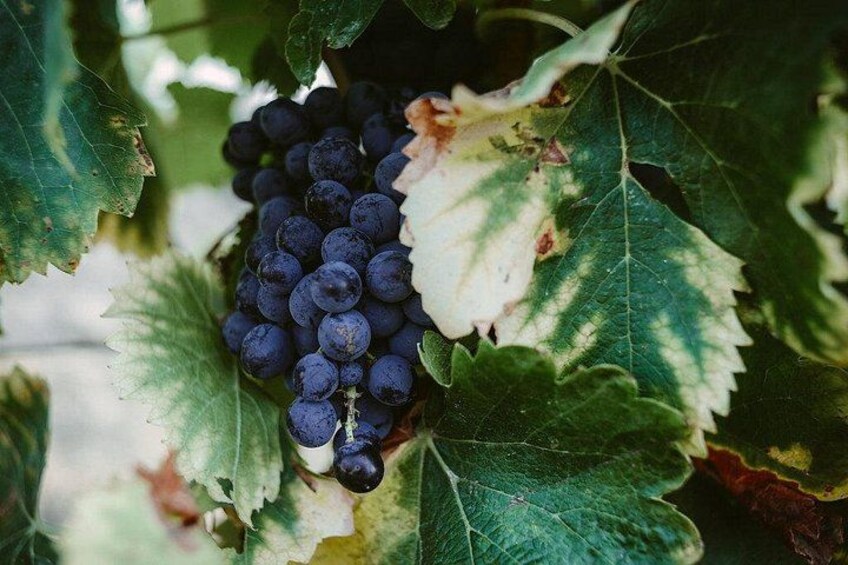 The vines 3