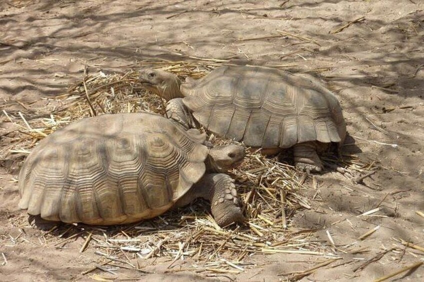 Noflaye Tortoise 2