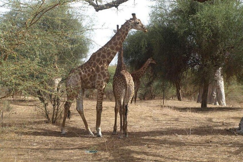 Dos jirafas en un paisaje árido y abierto con árboles dispersos. 2
