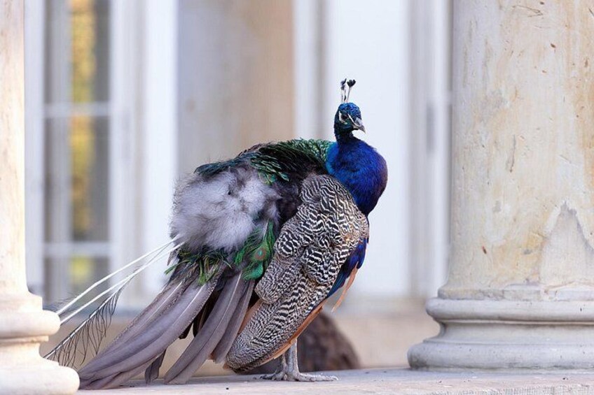 A peacock with vibrant blue and green feathers standing on a stone surface. 4