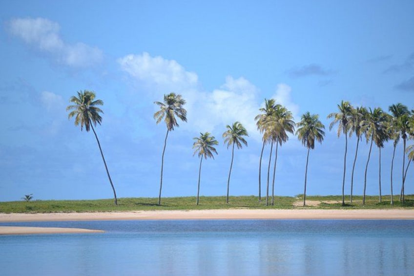 A beach with palm trees and calm water. 4