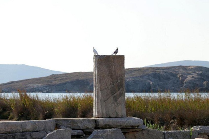 Delos Spirit 2