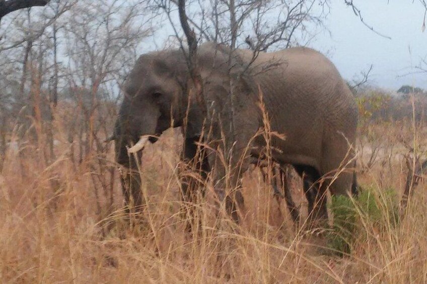 Elephant in Kruger National Park 5