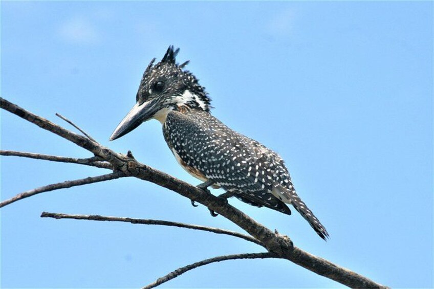 Morning Kruger National Park Safari 2