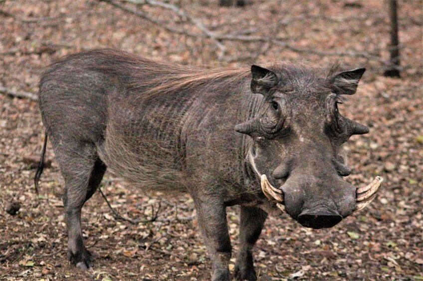 Warthog - Kruger National Park 4
