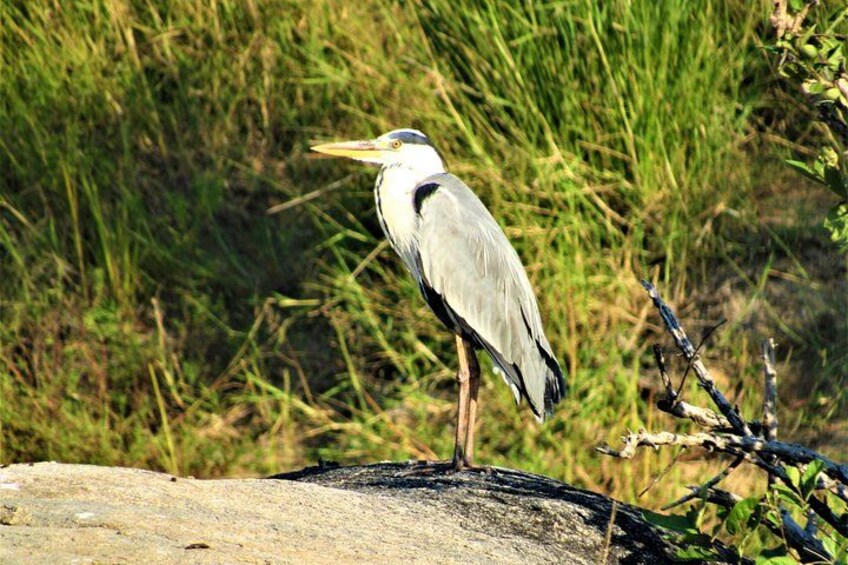 Morning Kruger National Park Safari 3