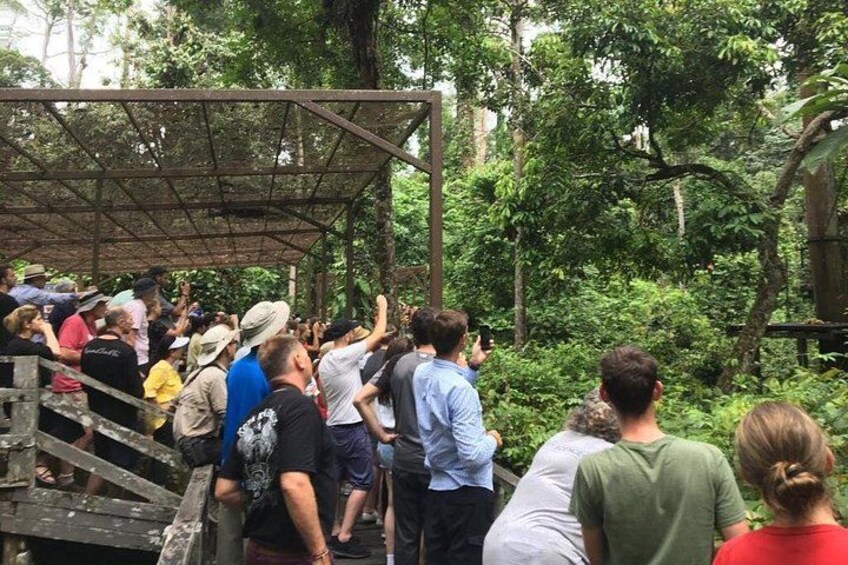 A group of people standing on a wooden bridge in a forested area. 3