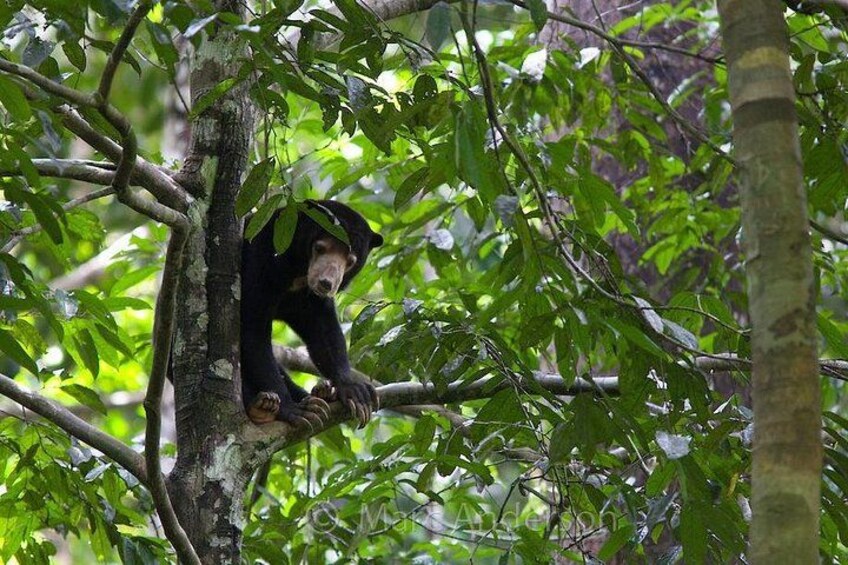 Sun Bear 2
