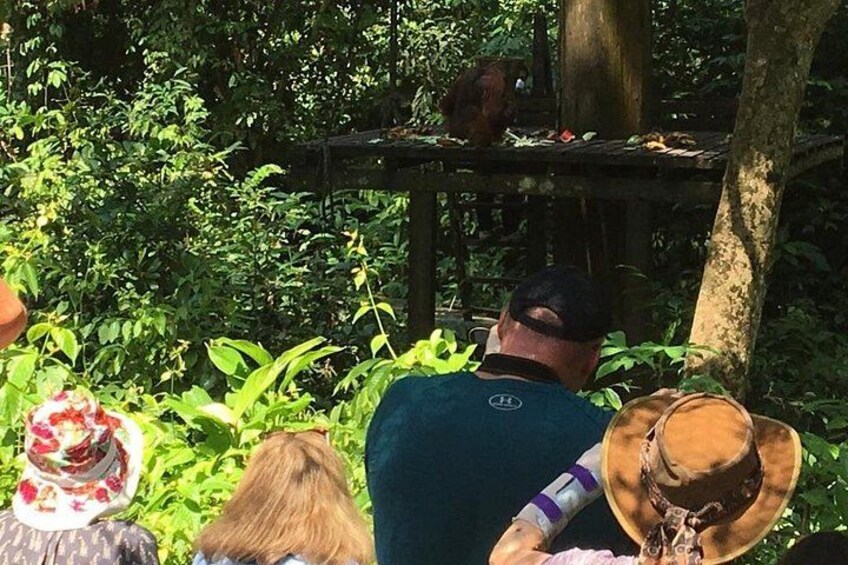 A man in a green shirt and a woman in a hat observing a squirrel on a wooden platform in a lush green forest. 2