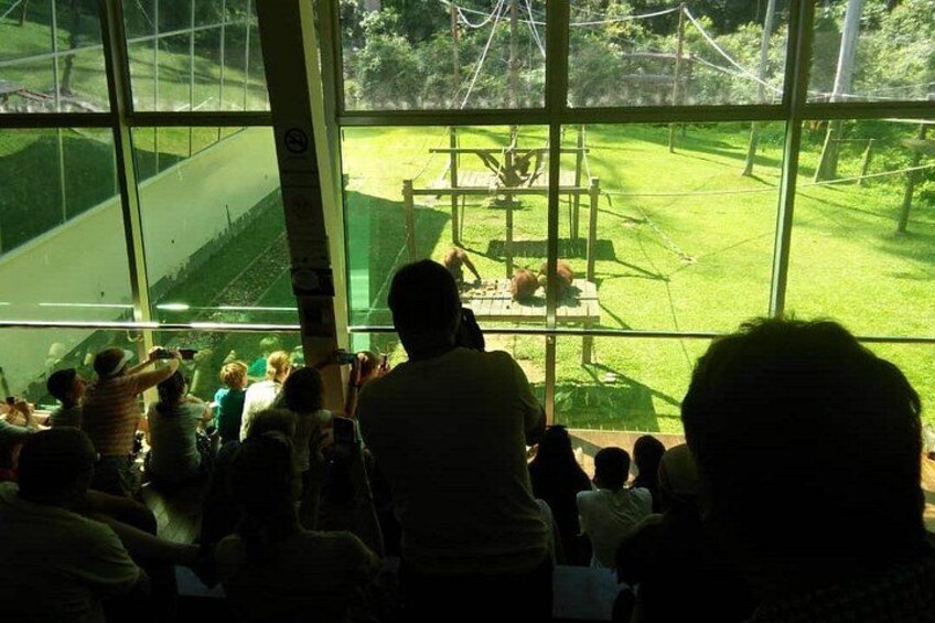 Private Full Day Sepilok Orang Utan, Bornean Sun Bear and Rainforest Discovery Center Tour 5