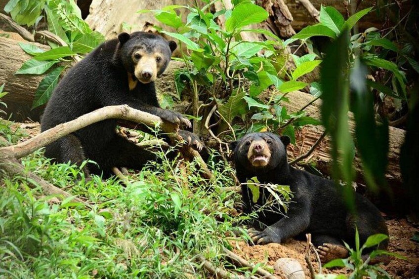 Two bears in a forested area with dense foliage and a fallen tree. 1