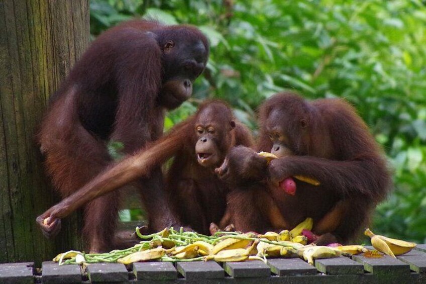 Orangutans 4