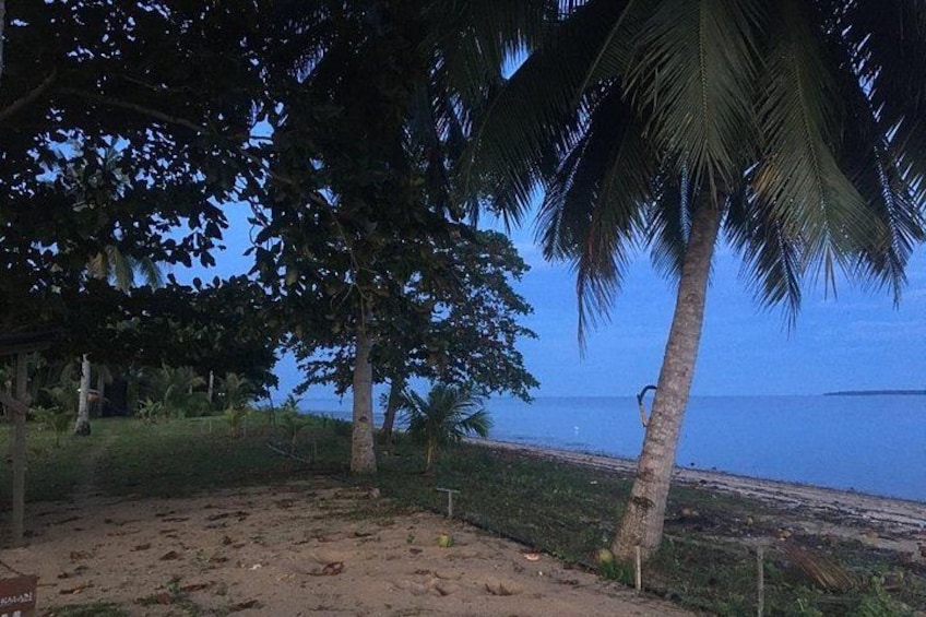 A beach with palm trees and a clear sky. 4