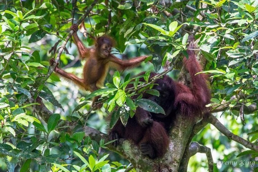 Two orangutans in a forested area, one climbing a tree and the other resting on a branch. 1