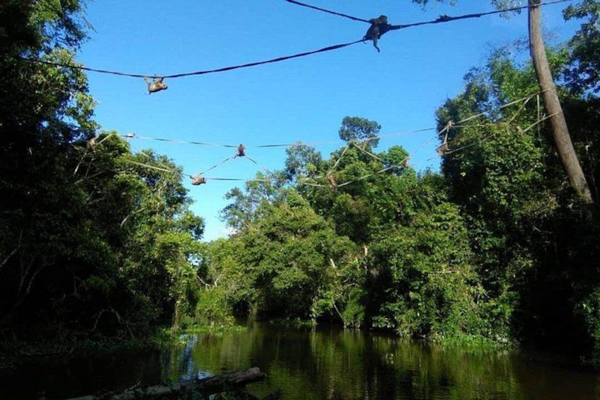 A river with a bridge and trees. 5
