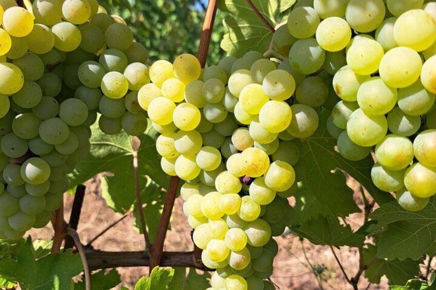 Wine Tour and Tasting at Le Marche's Oldest Wine Estate 4