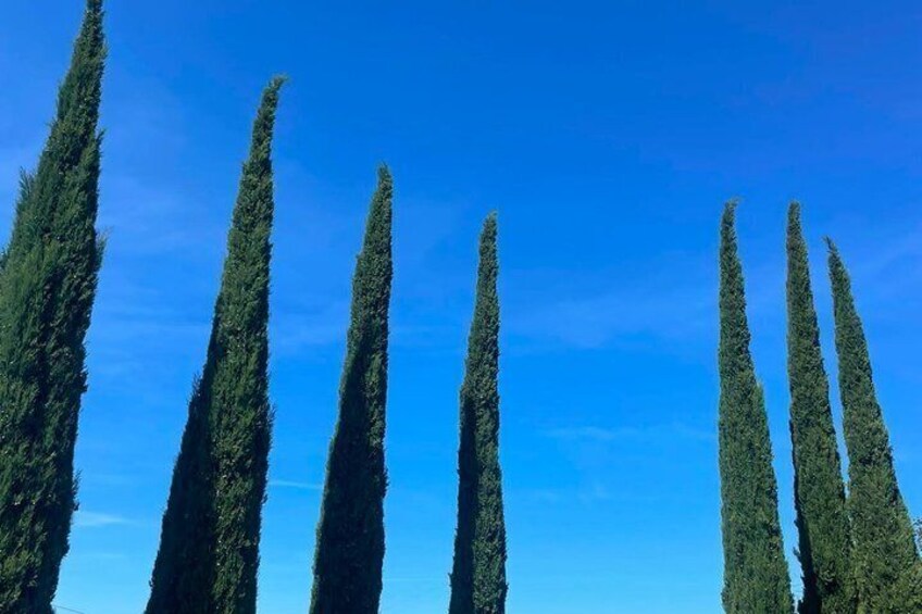 Wine Tour and Tasting at Le Marche's Oldest Wine Estate 5