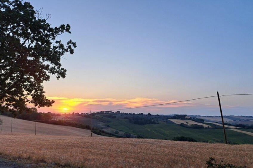 Wine Tour and Tasting at Le Marche's Oldest Wine Estate 3