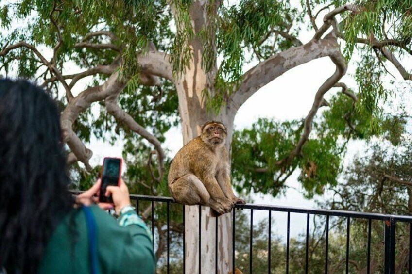 Private Day Trip To Gibraltar from Marbella or Marbella 3