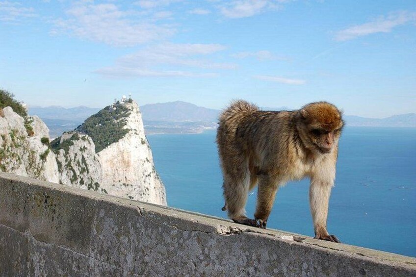 monkey gibraltar 4
