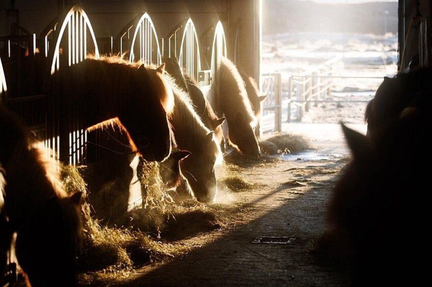Icelandic Horseback Riding Tour with Pickup Option from Reykjavik 3