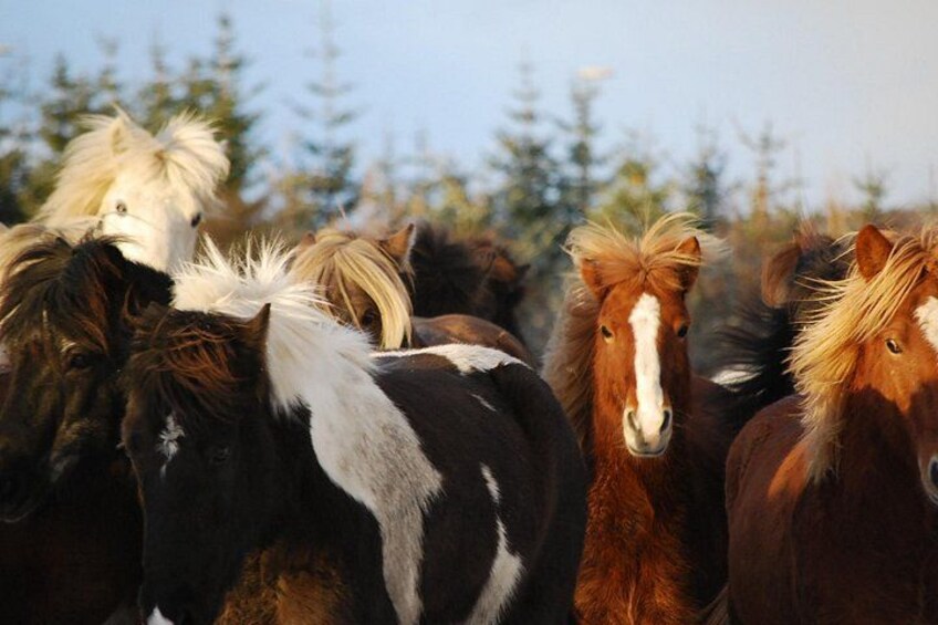 Icelandic Horseback Riding Tour with Pickup Option from Reykjavik 2
