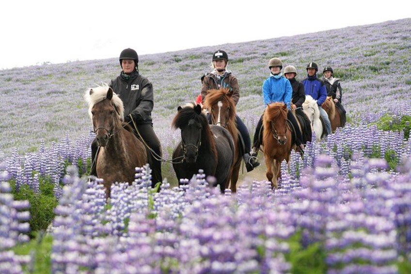 Icelandic Horseback Riding Tour with Pickup Option from Reykjavik 5