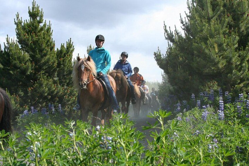 Icelandic Horseback Riding Tour with Pickup Option from Reykjavik 4