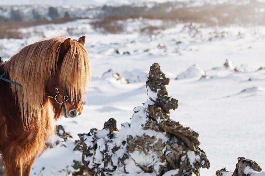 Icelandic Horseback Riding Tour with Pickup Option from Reykjavik 2