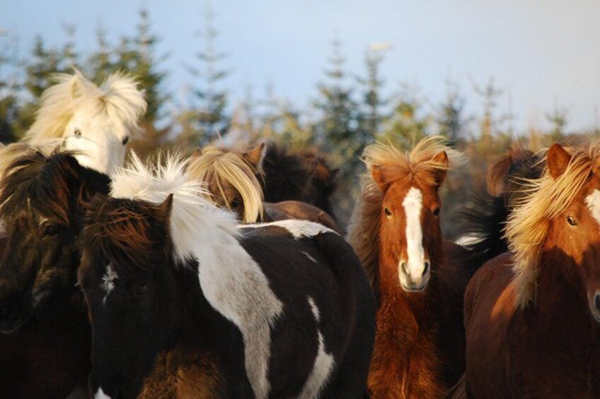 Icelandic Horseback Riding Tour with Pickup Option from Reykjavik 5