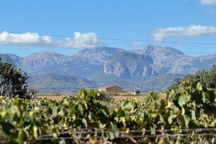 AVENIDA WINE EXPERIENCE- Treasures of the local wine 2