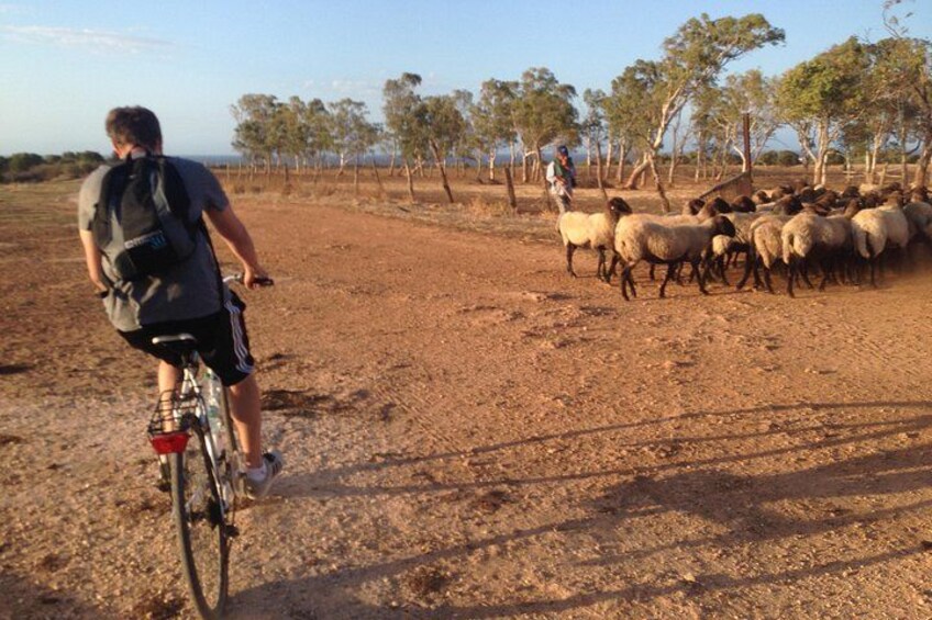 Puglia Bike Tour: Cycling Through the History of Extra Virgin Olive Oil 5