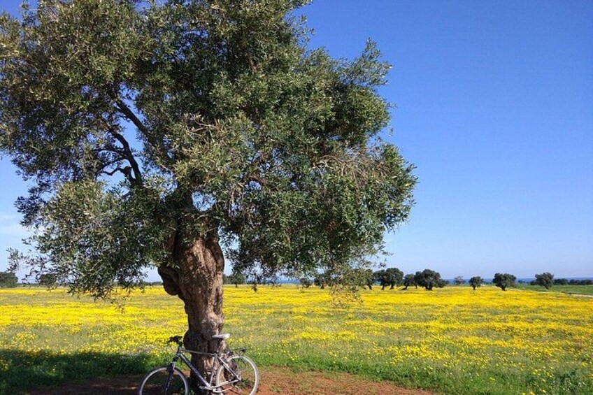 Puglia Bike Tour: Cycling Through the History of Extra Virgin Olive Oil 2