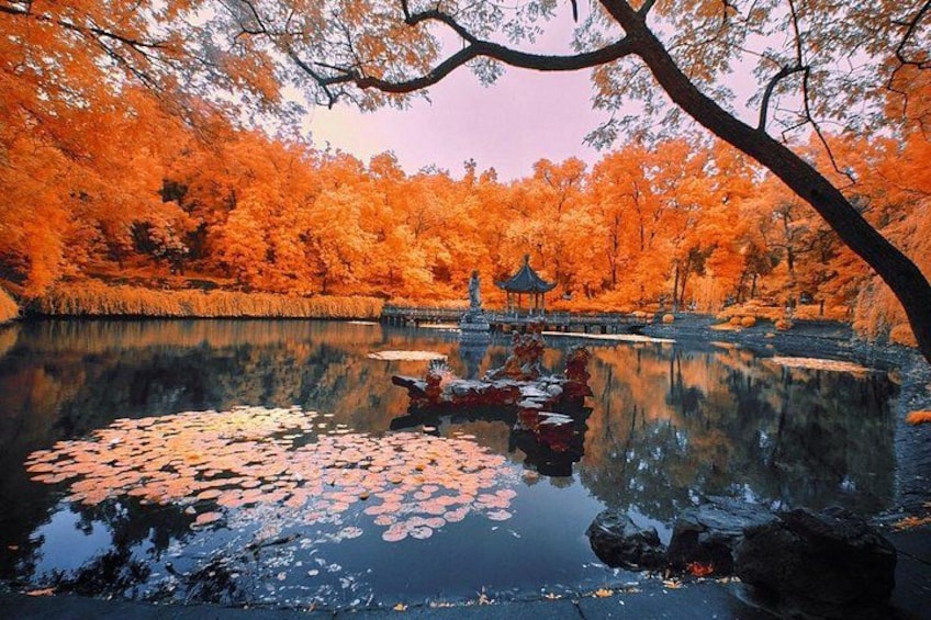 A serene pond surrounded by autumn trees, a traditional pavilion, and lily pads on the water. 3