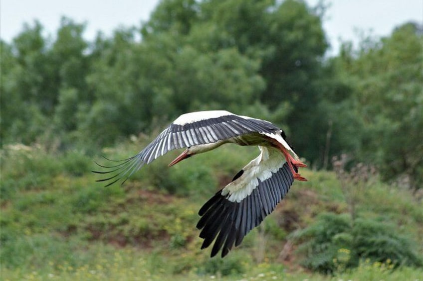 Stork 5