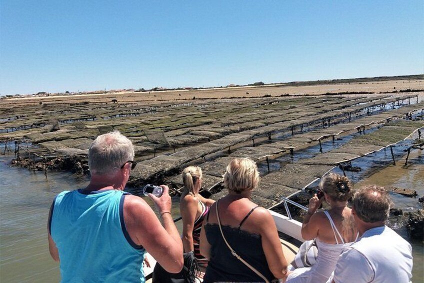 Oyster farms 2