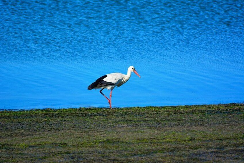Stork and Nature 3