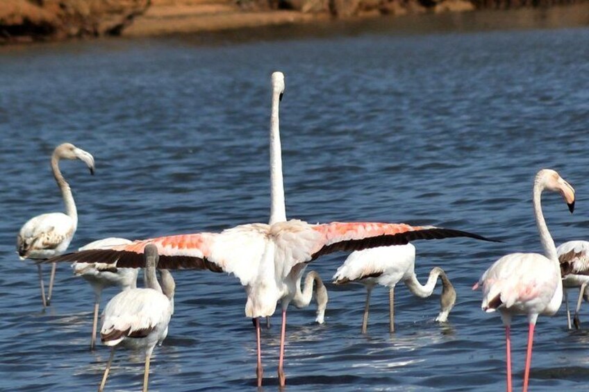 Flamingos 2