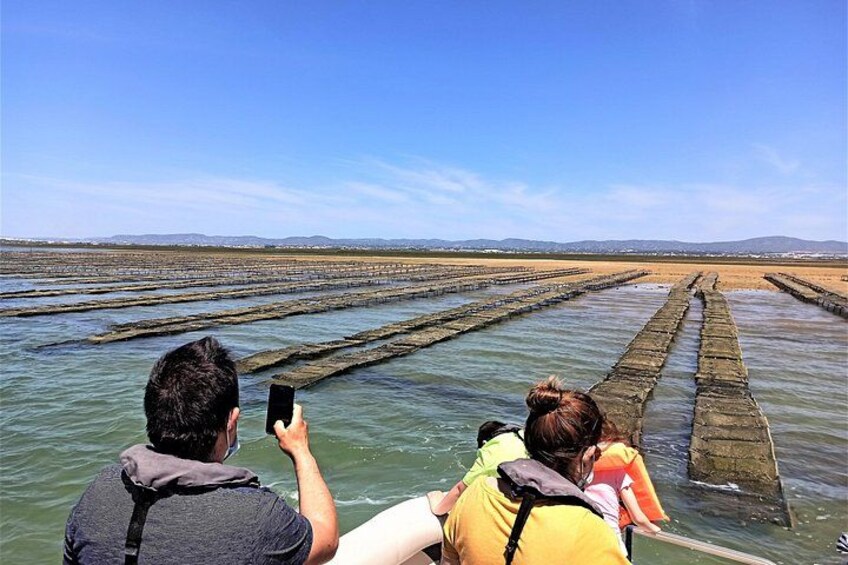 Oyster Farms Culatra 4