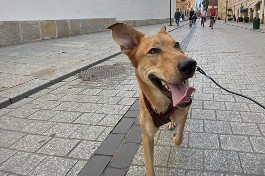 Un chien tenu en laisse qui se promène sur une rue pavée. 5