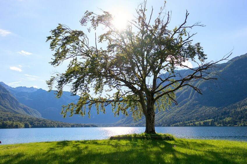 Lake Bled and Bohinj with Savica waterfall included 4