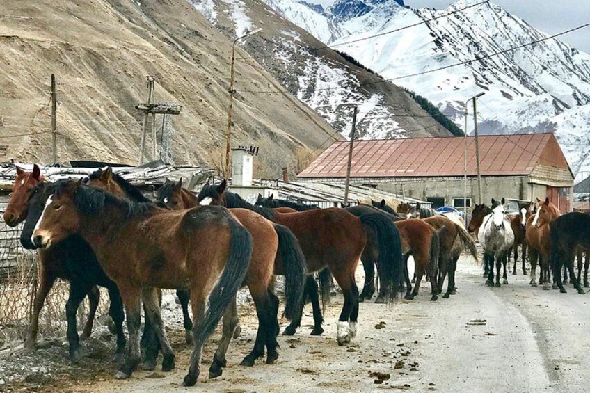 Horses on the way to Juta 4