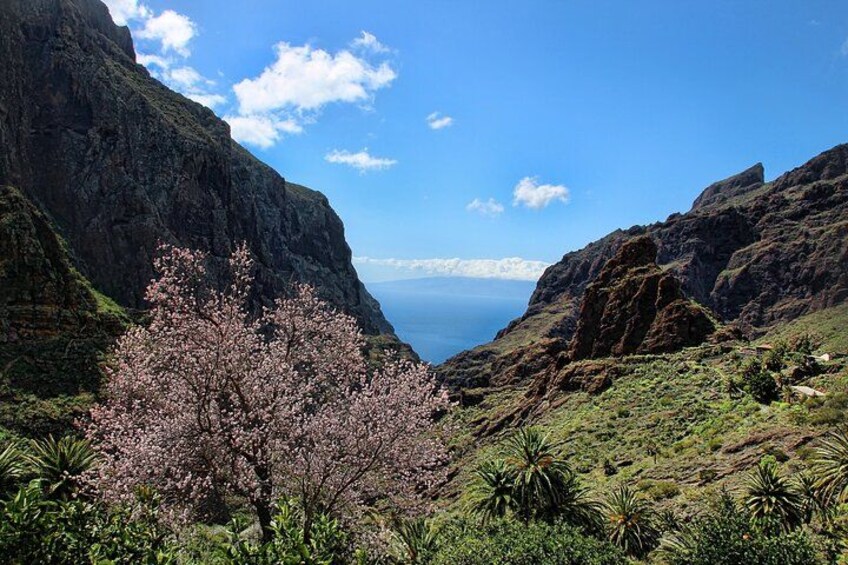 Een bergachtig landschap met heldere lucht, een waterlichaam in de verte en een boom met roze bloesems op de voorgrond. 2