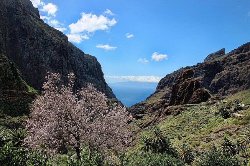 A mountainous landscape with a clear sky, a body of water in the distance, and a flowering tree in the foreground. 4